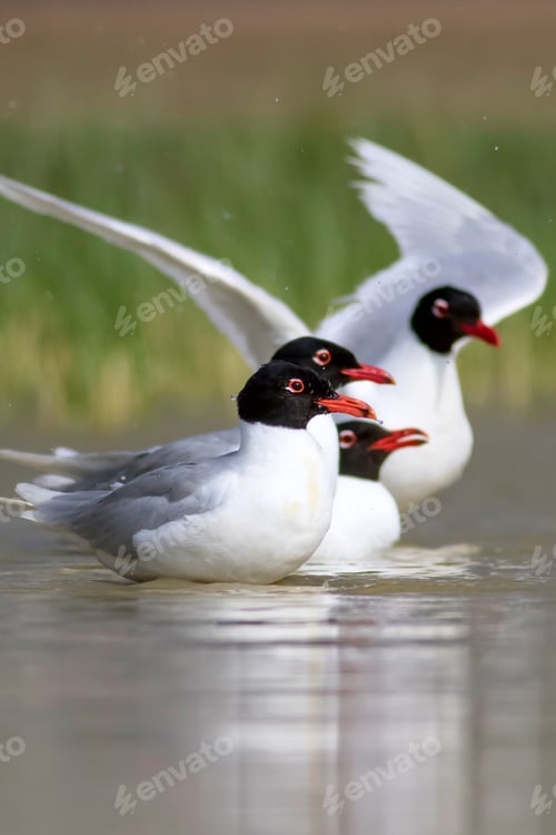 Preview: White Gulls. Blue Green Nature Background. Bird: Mediterranean Gull. Ichthyaetus Melanocephalus.