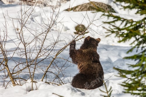 Preview: Brown Bears (Ursus Arctos) In Lake Clark National Park, Alaska, Usa