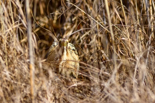 Preview: Nature And Bird. Bird: Eurasian Bittern. Botaurus Stellaris. Yellow Brown Habitat Background.