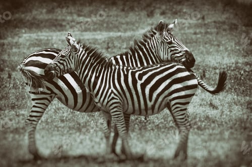 Preview: Vintage Style Image Of Zebras In The Ngorongoro National Park, Tanzania