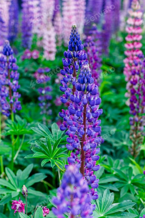 Preview: Blooming Lupine Flowers. A Field Of Lupines. Violet, Purple, Pink, Red, Yellow Spring And Summer