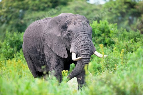 Preview: Huge African Elephant Bull In The Ngorongoro Crater, Tanzania