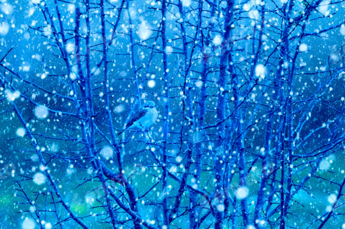Preview: Winter Season And Birds. Falling Snow. Blue Nature Background.