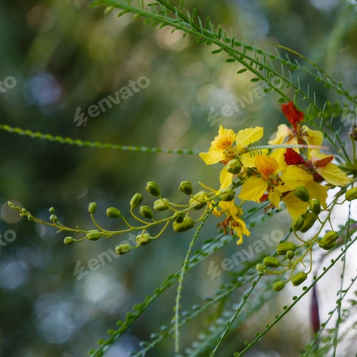 Preview: Cercidium: Mexican Palo Verde Tree(Parkinsonia Aculeata)This Native Of The Deserts Of Arizona Is A