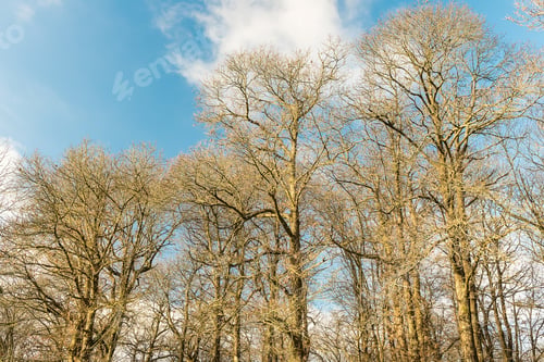Preview: In The Woods. Forest Of Nemi, Italy. May Be Used For Background
