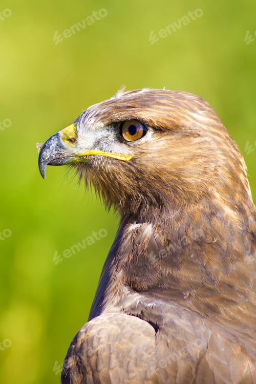 Preview: Bird Of Prey. Green Nature Background Long Legged Buzzard / Buteo Rufinus
