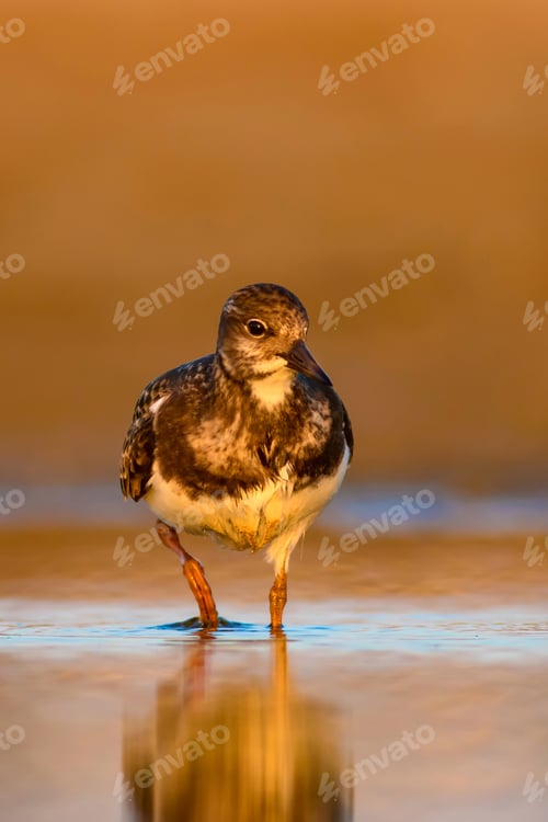 Preview: Water Bird Turnstone. Nature Background. Bird: Ruddy Turnstone. Arenaria Interpres