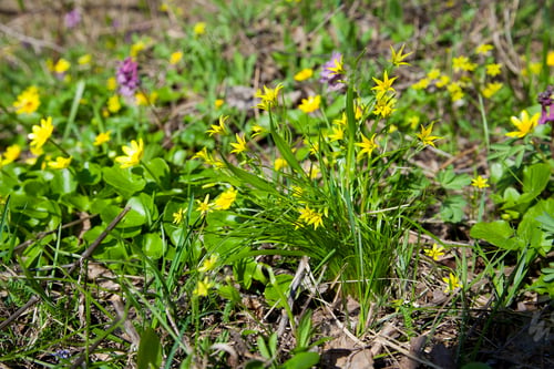 Preview: Gagea Lutea, The Yellow Star-Of-Bethlehem Blooming In The Spring Forest. Gagea Lutea Is A Genus Of