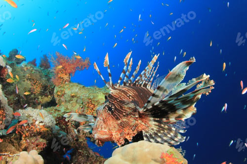 Preview: Lionfish (Pterois Volitans) On Coral Reef In The Red Sea, Egypt