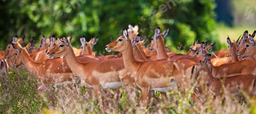 Preview: Impala Antelopes In Lake Nakuru National Park In Kenya, Africa. The Impala (Aepyceros Melampus) Is