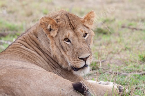 Preview: Vanishing Africa: African Lion In The Maasai Mara National Park, Kenya