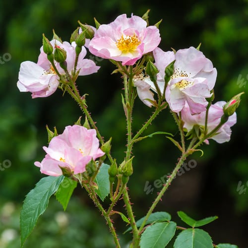 Preview: Pink Roses On A Natural Background. Growing Roses In The Garden. Pink Rose Flowers On The Rose Bush
