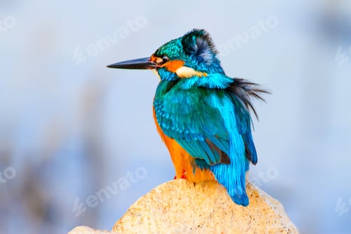 Preview: Kingfisher. Blue Natural Background.