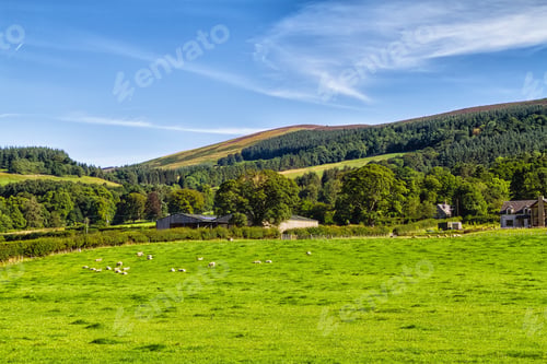 Preview: Rolling Green Farm Fields With Sheep Under A Calm Blue Sky. Colorful Panorama Over The Meadows Of