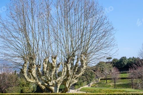 Preview: Large Tree In The Gardens Of Boboli In Florence