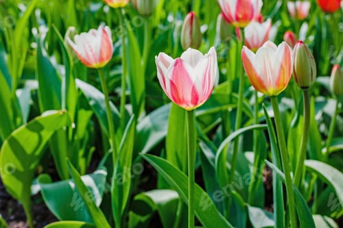Preview: Pink Flowers Tulips. Blooming Tulips In The Spring Garden. Tulips Early-Flowering Bulbous Plants