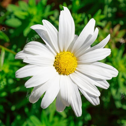 Preview: Large Chamomile Flower (Leucanthemum Vulgare). Daisies, Dox-Eye, Common Daisy, Dog Daisy, Moon