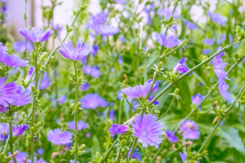 Preview: Bright Flowers Of Chicory On The Background Of The Summer Landscape.