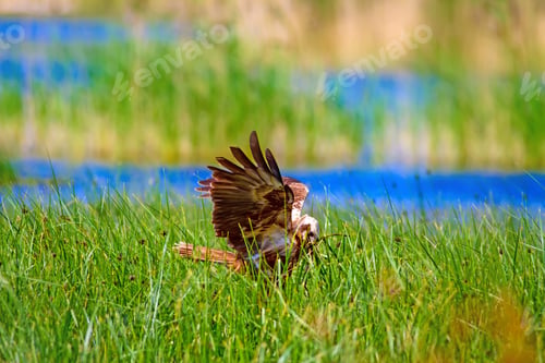 Preview: Hawk. Colorful Nature Habitat Background.