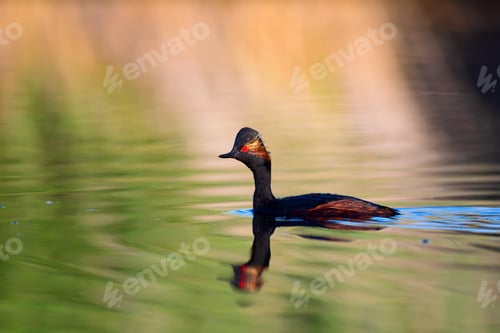 Preview: Water And Birds. Swimming Grebe. Yellow Green Water Background. Bird: Black Necked Grebe. Podiceps