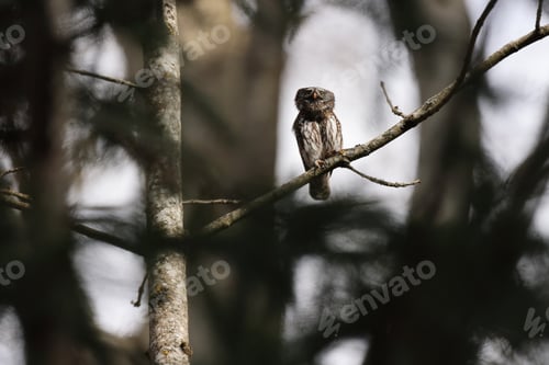 Preview: Eurasian Pygmy Owl (Glaucidium Passerinum) Swabian Jura Germany