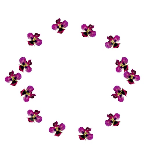 Preview: Pansy Violet With Green Leaves On White Background