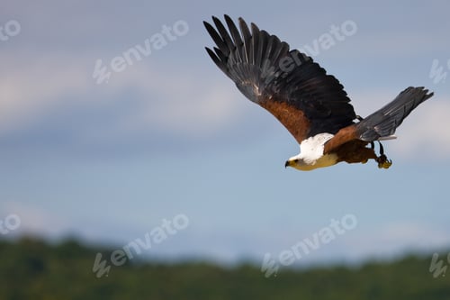 Preview: African Fish Eagle (Haliaeetus Vocifer)