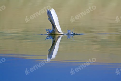 Preview: Diving Heron. Hunting Bird. Blue Grey Water Background. Bird: Little Egret. Egretta Garzetta.