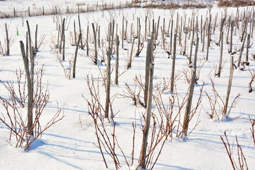 Preview: Winter Landscape Vineyard