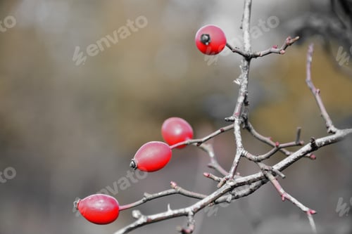 Preview: Sweetbriar Rose. Rosa Rubiginosa Hips.