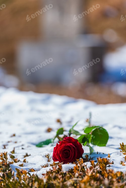 Preview: Vibrant Red Rose On The Snow With Nice Bokeh