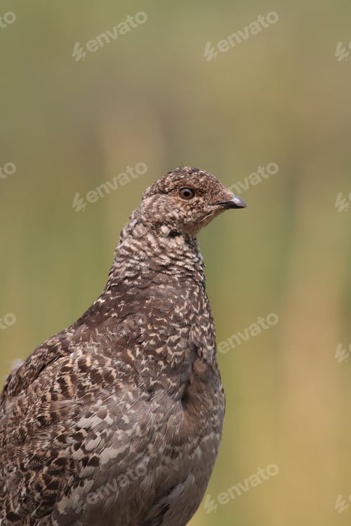 Preview: Spruce Grouse Glacier National Park