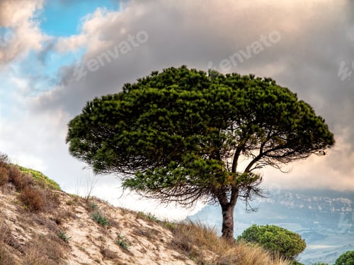 Preview: One Pine Tree Om The Beach Of Bolonia, Tarifa, Costa De La Luz, Spain