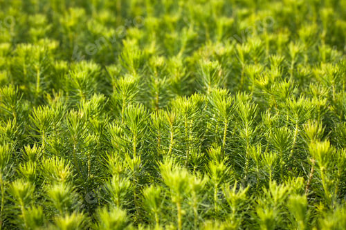 Preview: Young Spruce Seedlings