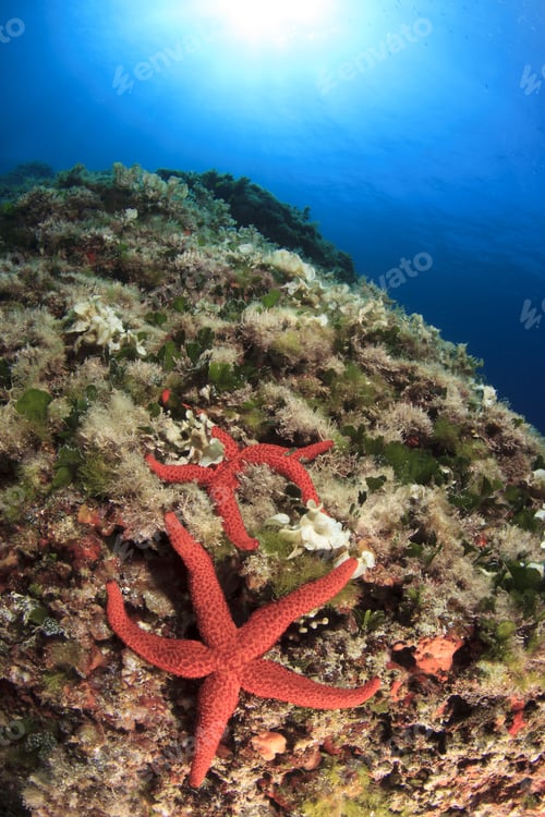 Preview: Red Starfish On Underwater Reef