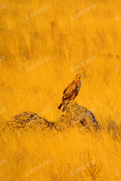 Preview: Hawk And Yellow Dry Grass Background.