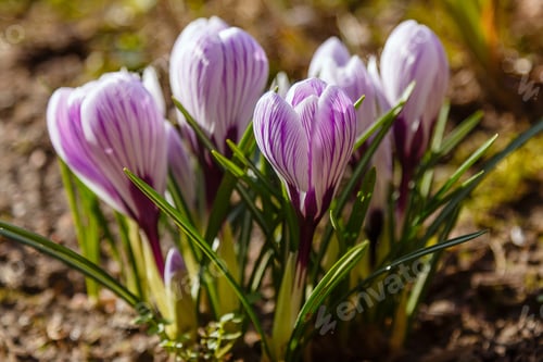 Preview: Beautiful Spring Background With Close-Up Of A Group Of Blooming Purple, Yellow, White Crocus