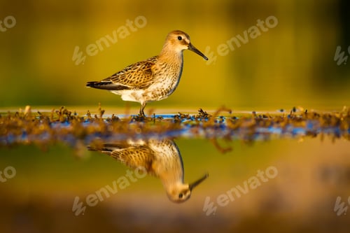Preview: Cute Water Bird. Natural Background