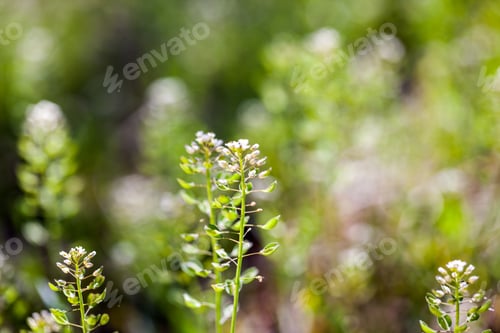 Preview: Capsella Bursa-Pastoris Plant In The Filed