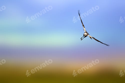 Preview: Flying Wild Bird. Bird Of Prey. Western Marsh Harrier. Blue Sky Background.