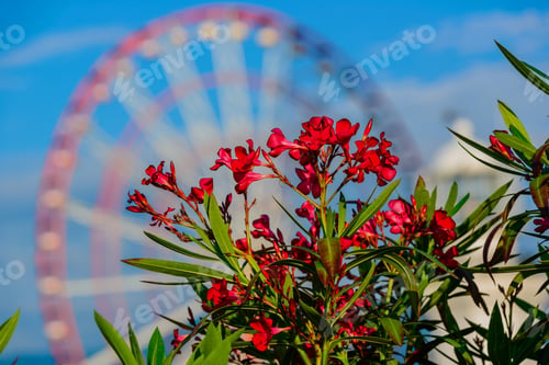 Preview: Beautiful Nerium Oleander In Bloom With Amazing Bokeh Background, Batumi, Georgia