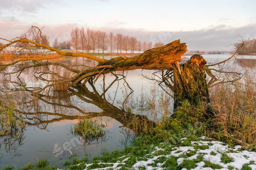 Preview: Fallen Tree At The Banks Of A Lake During Sunset. The Bare Tree Is Reflected In The Mirror Smooth