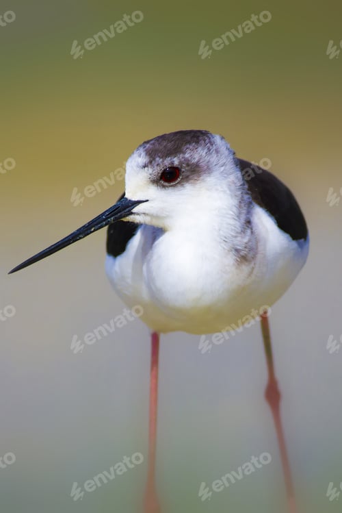 Preview: Cute Bird And Nature. Black Winged Stilt Himantopus Himantopus