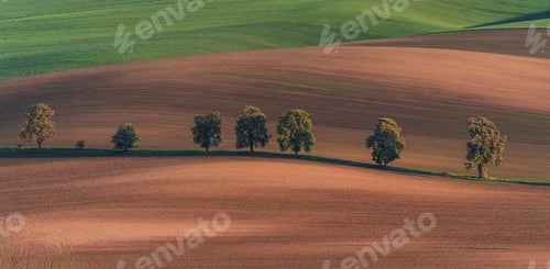 Preview: Chestnut Avenue In South Moravia