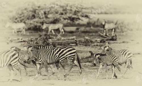 Preview: Zebras In The Lake Manyara National Park, Tanzania