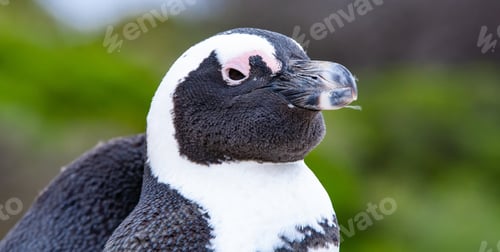 Preview: African Penguin (Spheniscus Demersus), Simon'S Town, Western Cape, South Africa