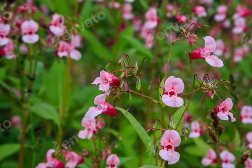 Preview: Flowers Of Impatiens Glandulifera Flowers In Natural Background