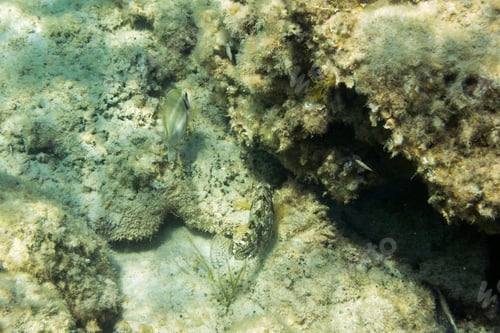 Preview: Underwater Texture In Ionian Sea, Zakynthos, Greece