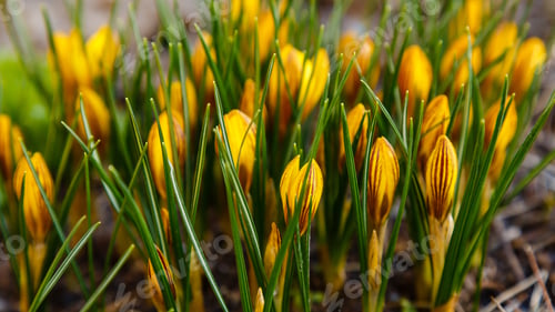 Preview: Beautiful Spring Background With Close-Up Of A Group Of Blooming Purple, Yellow, White Crocus