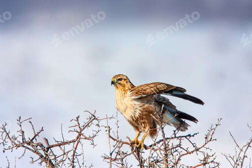 Preview: Wild Bird. Snow Nature Background.